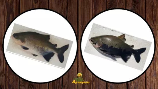 PESQUISA  ][ Avaliação por inteligência artificial indica nível de estresse de peixe amazônico cultivado